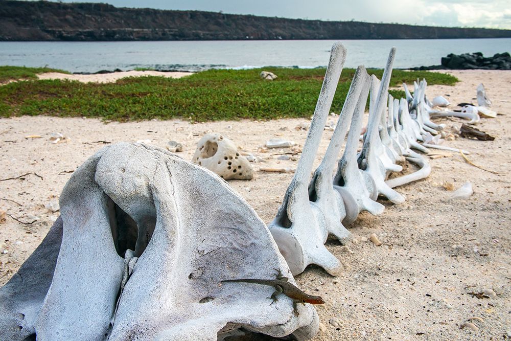 Ecuador-Galapagos National Park-Mosquera Island. Whale skeleton on beach. art print by Jaynes Gallery for $57.95 CAD
