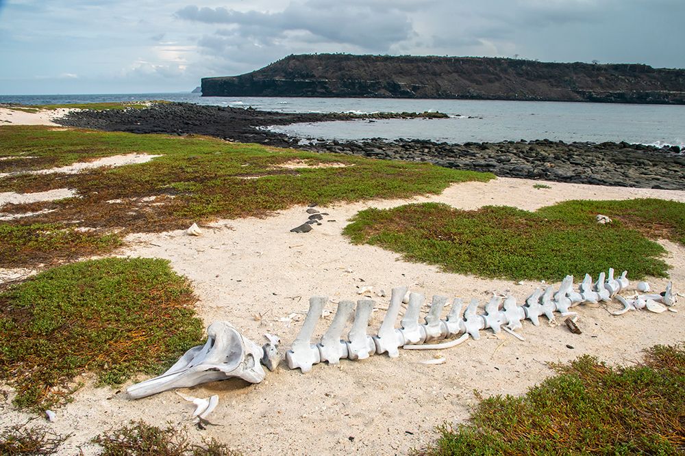 Ecuador-Galapagos National Park-Mosquera Island. Whale skeleton on beach. art print by Jaynes Gallery for $57.95 CAD