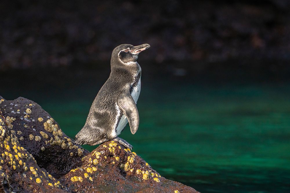 Ecuador-Galapagos National Park-Bartolome Island. Galapagos penguin close-up. art print by Jaynes Gallery for $57.95 CAD