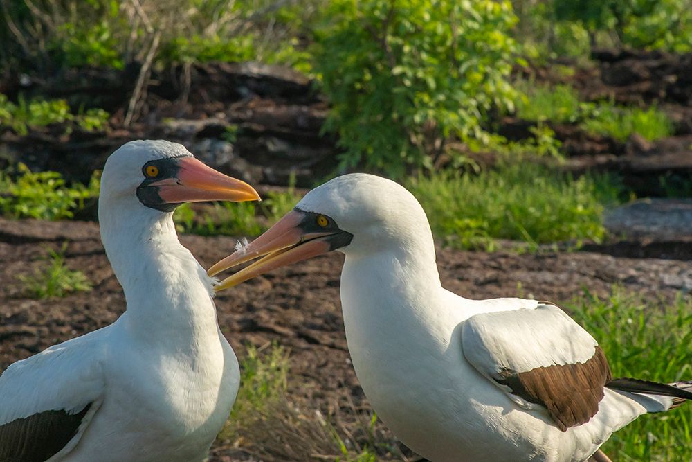 Ecuador-Galapagos National Park-Genovesa Island. Nazca boobies preening each other. art print by Jaynes Gallery for $57.95 CAD