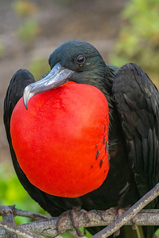 Ecuador-Galapagos National Park-Genovesa Island. Frigatebird male displaying. art print by Jaynes Gallery for $57.95 CAD