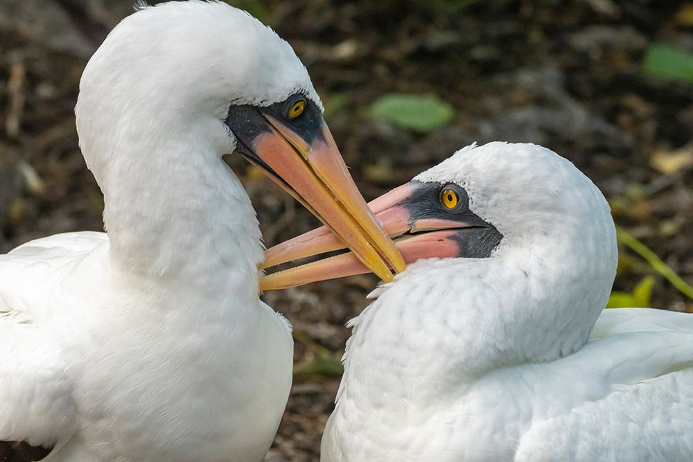 Ecuador-Galapagos National Park-Genovesa Island. Nazca boobies preening each other. art print by Jaynes Gallery for $57.95 CAD