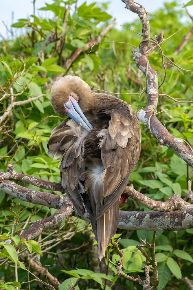 Ecuador-Galapagos National Park-Genovesa Island. Red-footed booby preening in tree. art print by Jaynes Gallery for $57.95 CAD