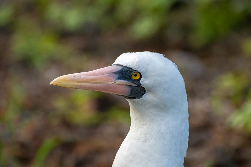 Ecuador-Galapagos National Park-Genovesa Island. Nazca booby profile. art print by Jaynes Gallery for $57.95 CAD
