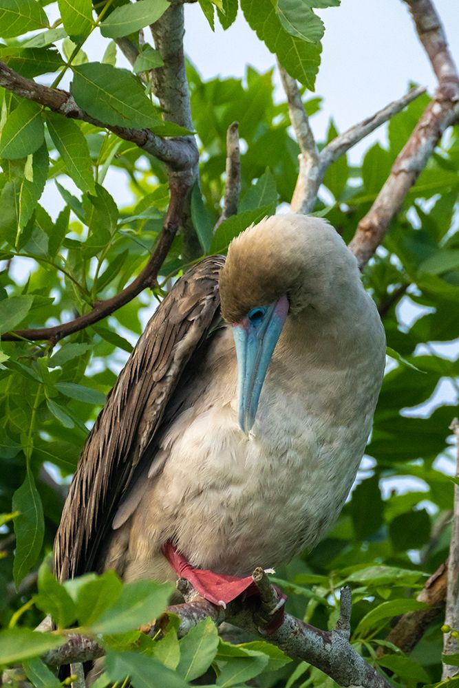 Ecuador-Galapagos National Park-Genovesa Island. Red-footed booby preening in tree. art print by Jaynes Gallery for $57.95 CAD