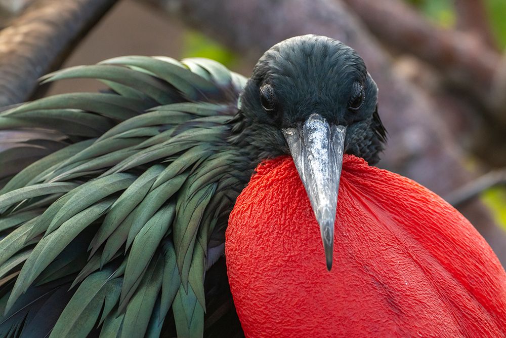 Ecuador-Galapagos National Park-Genovesa Island. Frigatebird male displaying. art print by Jaynes Gallery for $57.95 CAD