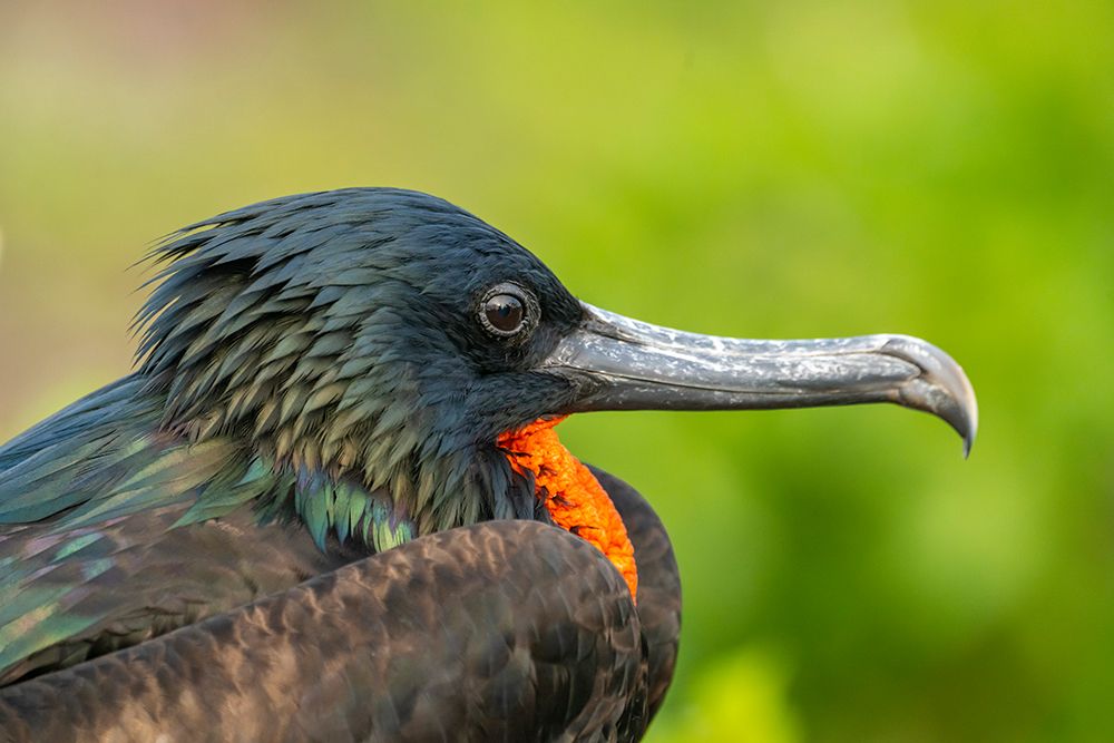 Ecuador-Galapagos National Park-Genovesa Island. Frigatebird male profile. art print by Jaynes Gallery for $57.95 CAD