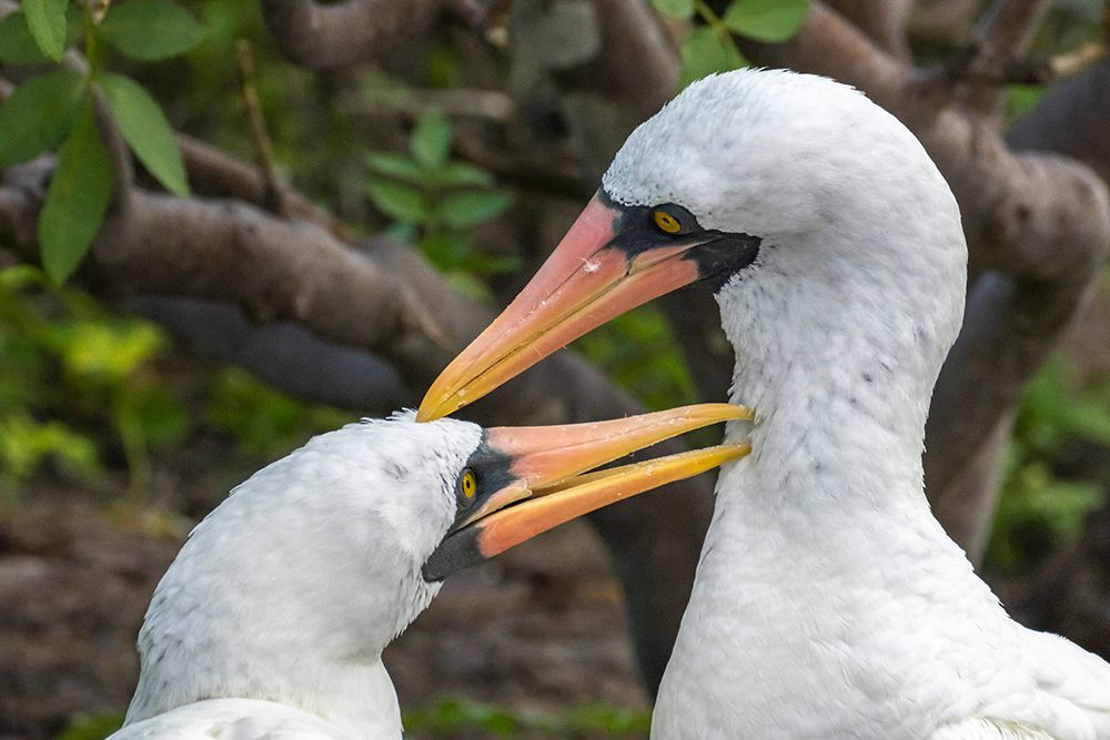 Ecuador-Galapagos National Park-Genovesa Island. Nazca boobies preening each other. art print by Jaynes Gallery for $57.95 CAD