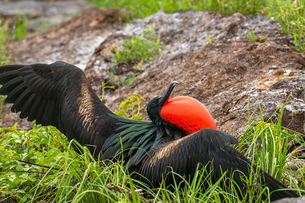 Ecuador-Galapagos National Park-Genovesa Island. Frigatebird male displaying. art print by Jaynes Gallery for $57.95 CAD