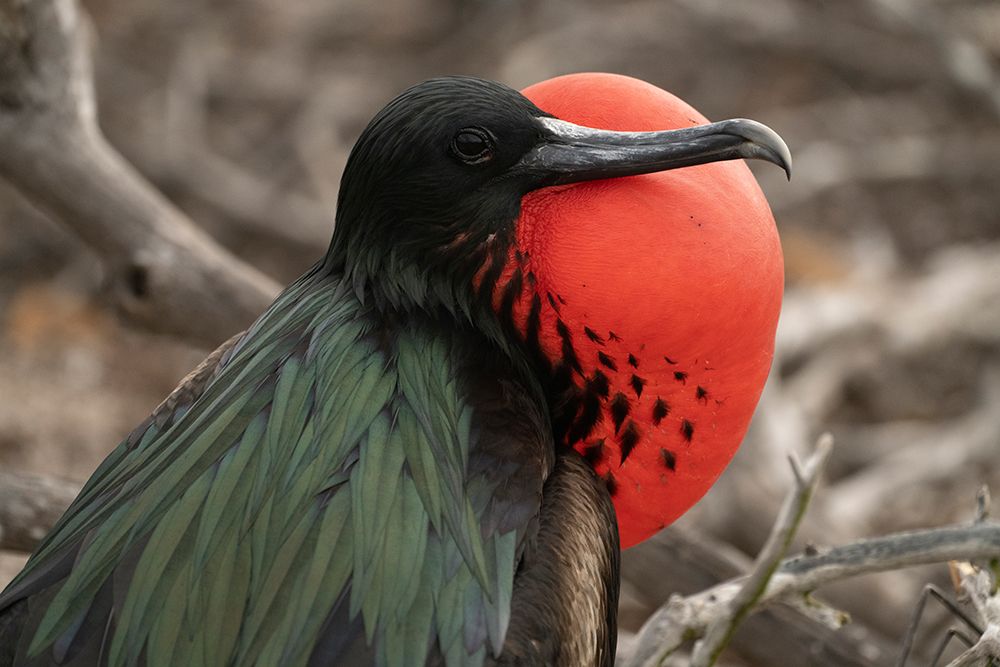 Ecuador-Galapagos National Park-Genovesa Island. Frigatebird male displaying. art print by Jaynes Gallery for $57.95 CAD