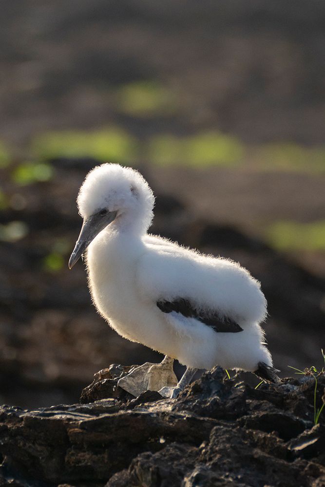 Ecuador-Galapagos National Park-Genovesa Island. Close-up of Nazca booby chick. art print by Jaynes Gallery for $57.95 CAD