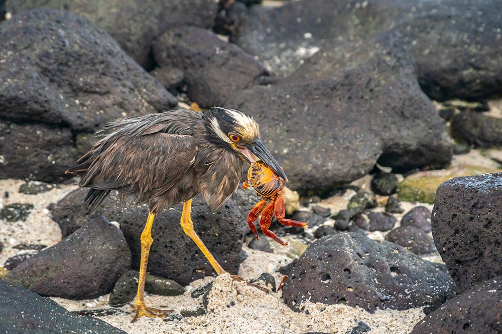 Ecuador-Galapagos-Mosquera Island. Yellow-crowned night heron eating Sally lightfoot crab. art print by Jaynes Gallery for $57.95 CAD