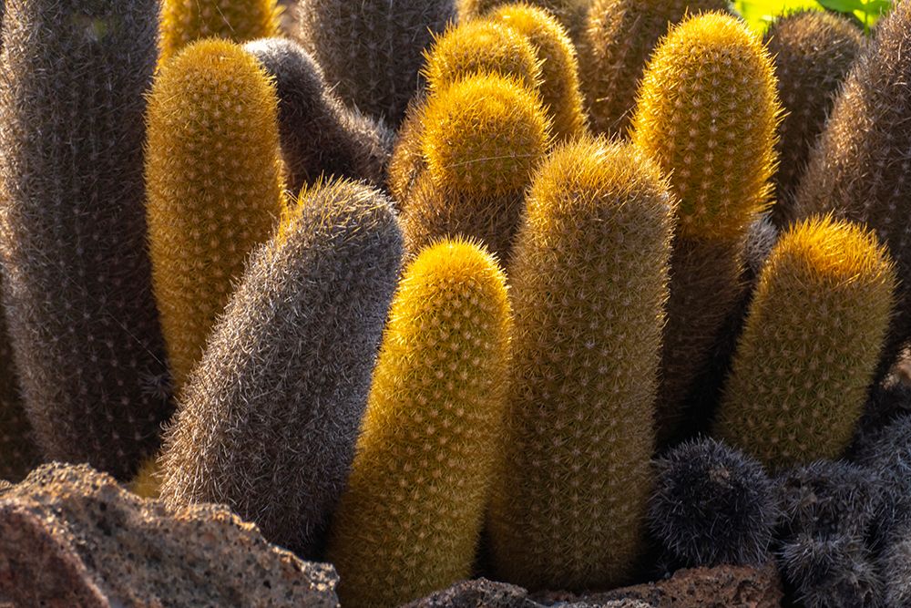 Ecuador-Galapagos National Park-Santiago Island. Lava cactus among lava rocks. art print by Jaynes Gallery for $57.95 CAD