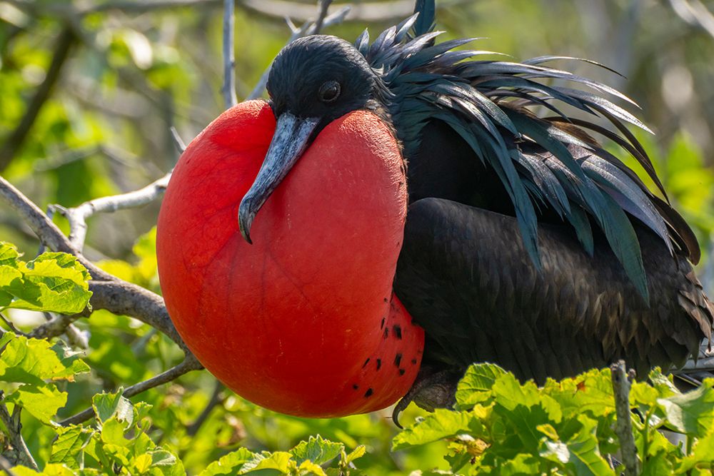 Ecuador-Galapagos National Park-Genovesa Island. Frigatebird male displaying. art print by Jaynes Gallery for $57.95 CAD