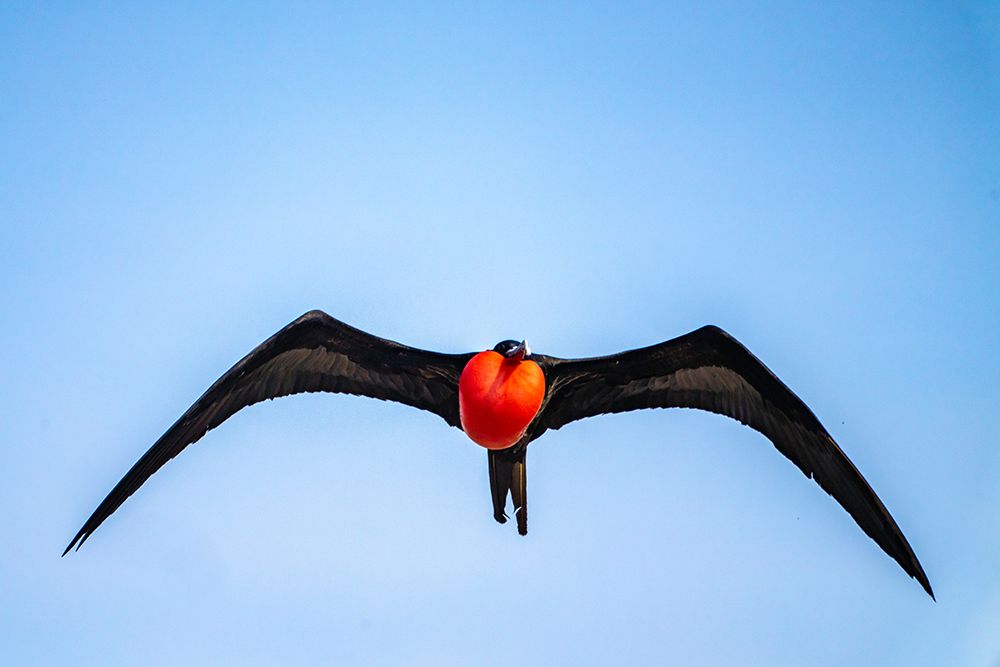 Ecuador-Galapagos National Park-Genovesa Island. Frigatebird male displaying in flight. art print by Jaynes Gallery for $57.95 CAD