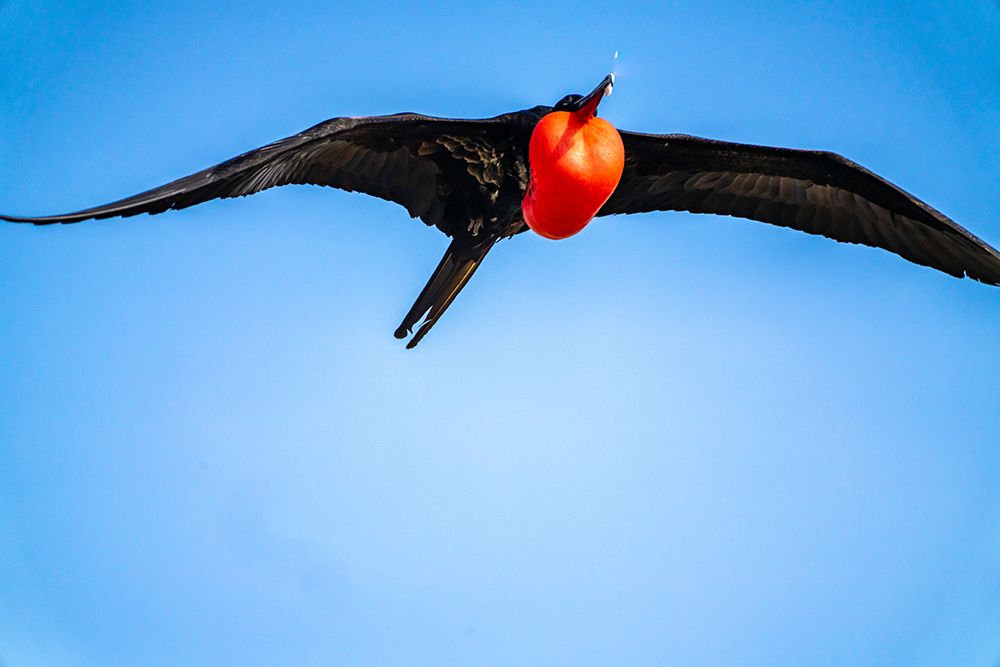 Ecuador-Galapagos National Park-Genovesa Island. Frigatebird male displaying in flight. art print by Jaynes Gallery for $57.95 CAD