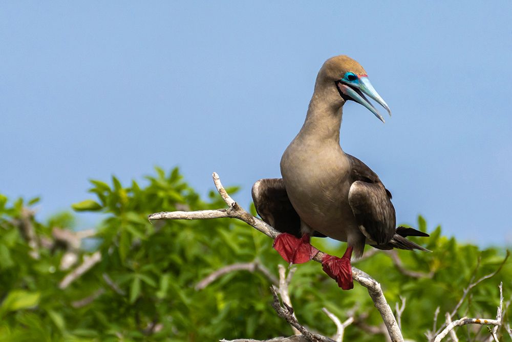 Ecuador-Galapagos National Park-Genovesa Island. Red-footed booby in tree. art print by Jaynes Gallery for $57.95 CAD