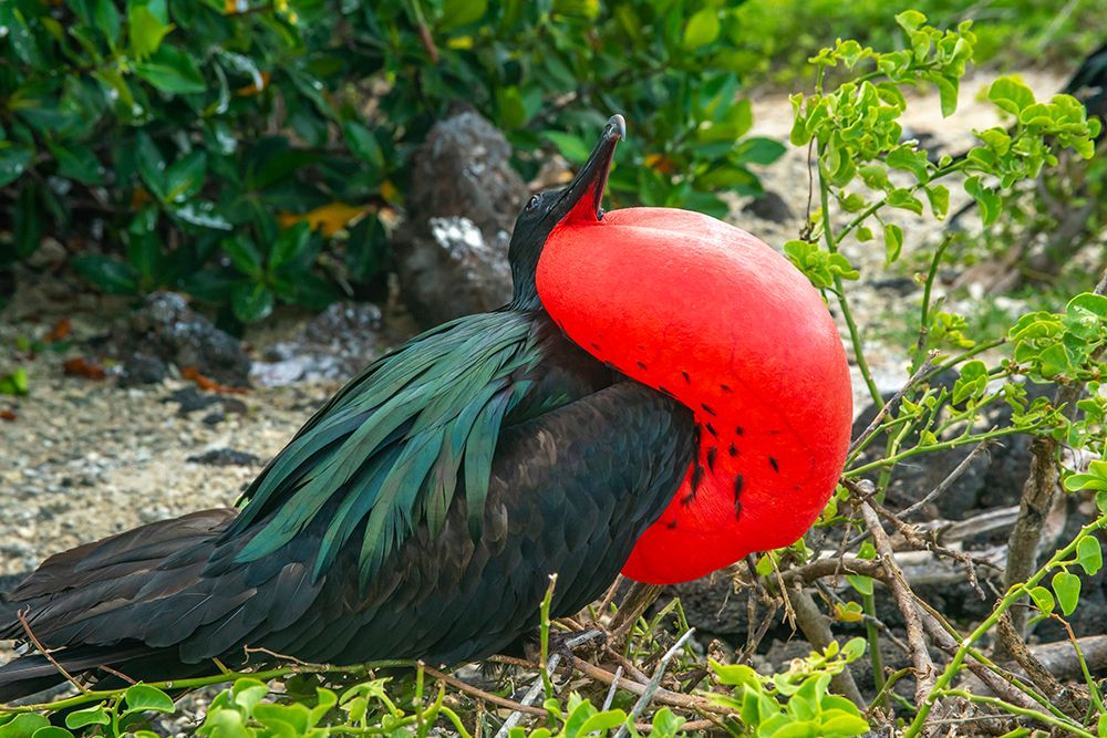 Ecuador-Galapagos National Park-Genovesa Island. Frigatebird male displaying. art print by Jaynes Gallery for $57.95 CAD