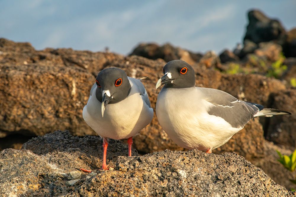 Ecuador-Galapagos National Park-Genovesa Island. Swallow-tailed gull pair close-up. art print by Jaynes Gallery for $57.95 CAD