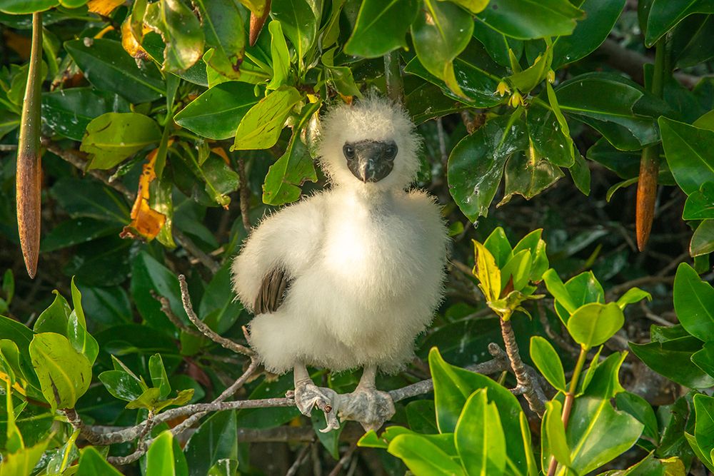 Ecuador-Galapagos National Park-Genovesa Island. Red-footed booby chick in tree. art print by Jaynes Gallery for $57.95 CAD