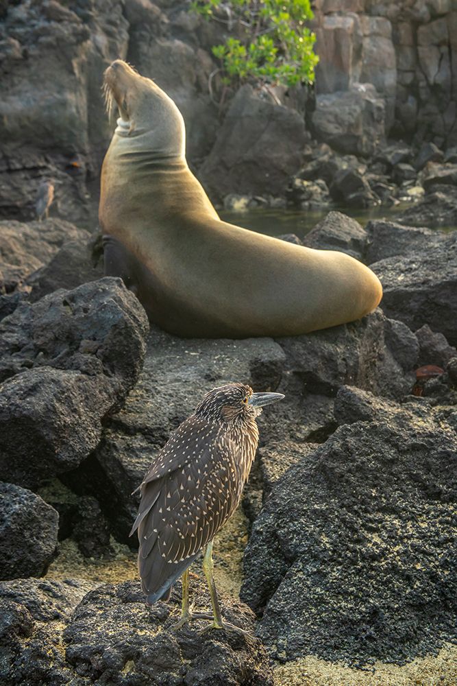Ecuador-Galapagos -Genovesa Island-Darwin Bay. Yellow-crowned heron and sea lion on rocks. art print by Jaynes Gallery for $57.95 CAD