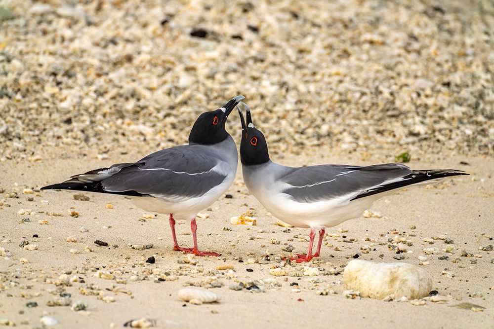 Ecuador-Galapagos National Park-Genovesa Island. Swallow-tailed gull pair courting. art print by Jaynes Gallery for $57.95 CAD