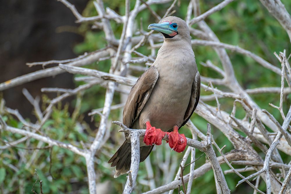 Ecuador-Galapagos National Park-Genovesa Island. Red-footed booby in tree. art print by Jaynes Gallery for $57.95 CAD