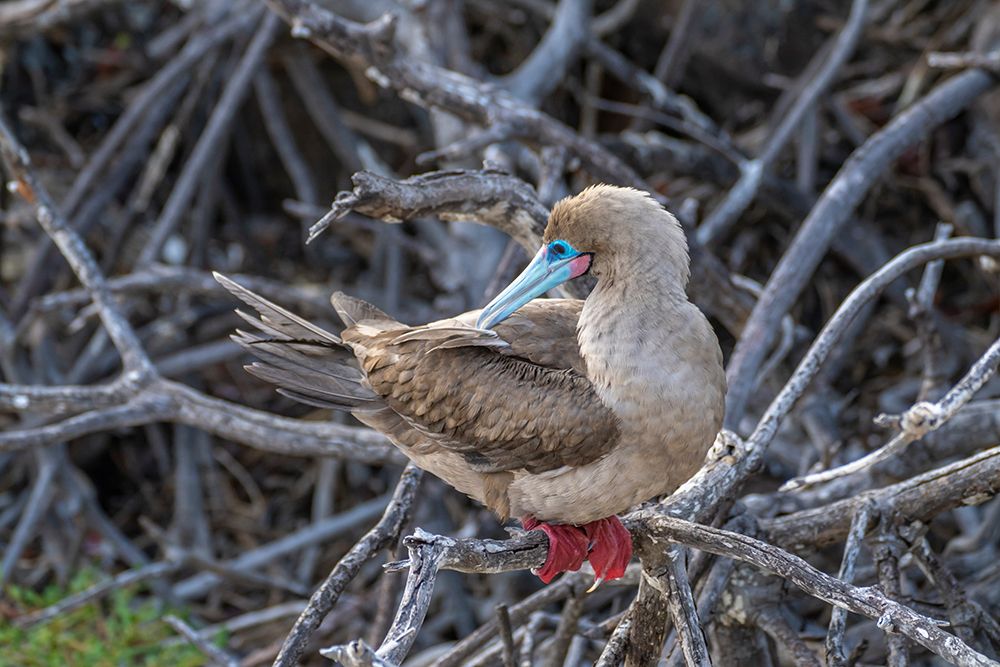 Ecuador-Galapagos National Park-Genovesa Island. Red-footed booby in tree. art print by Jaynes Gallery for $57.95 CAD