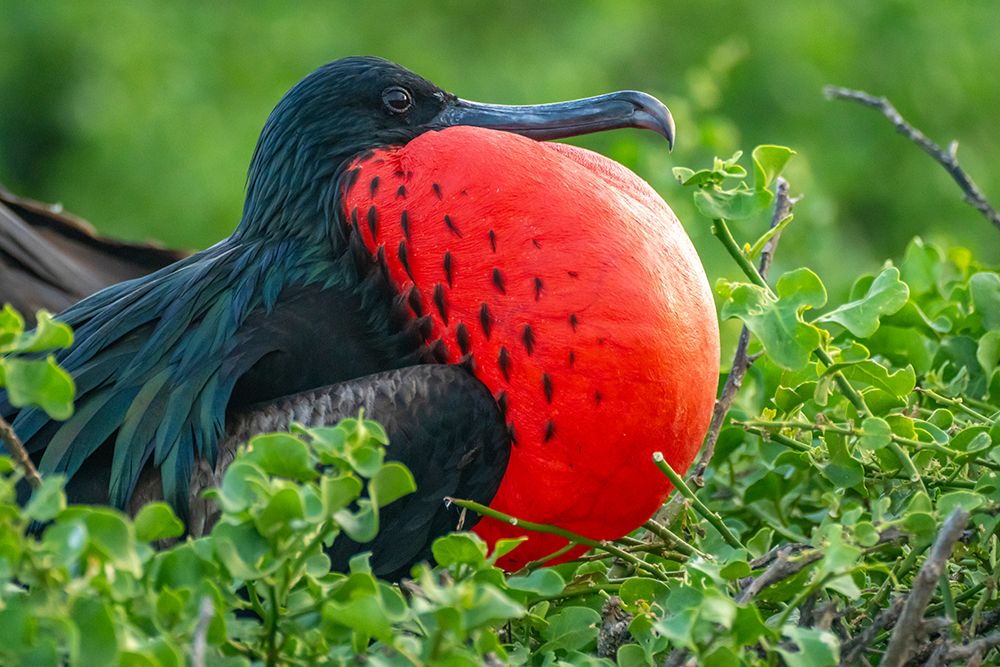 Ecuador-Galapagos National Park-Genovesa Island. Frigatebird male displaying. art print by Jaynes Gallery for $57.95 CAD