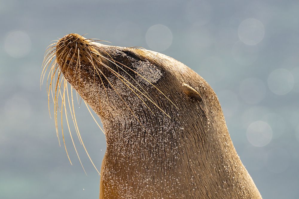 Ecuador-Galapagos National Park-Mosquera Island. Sea lion head close-up. art print by Jaynes Gallery for $57.95 CAD