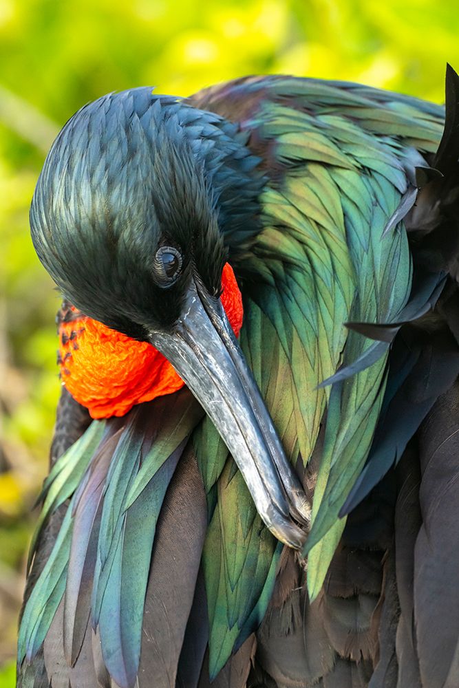 Ecuador-Galapagos National Park-Genovesa Island. Frigatebird male close-up. art print by Jaynes Gallery for $57.95 CAD