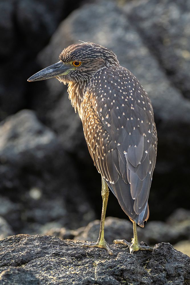 Ecuador-Galapagos National Park-Genovesa Island. Yellow-crowned night heron close-up. art print by Jaynes Gallery for $57.95 CAD