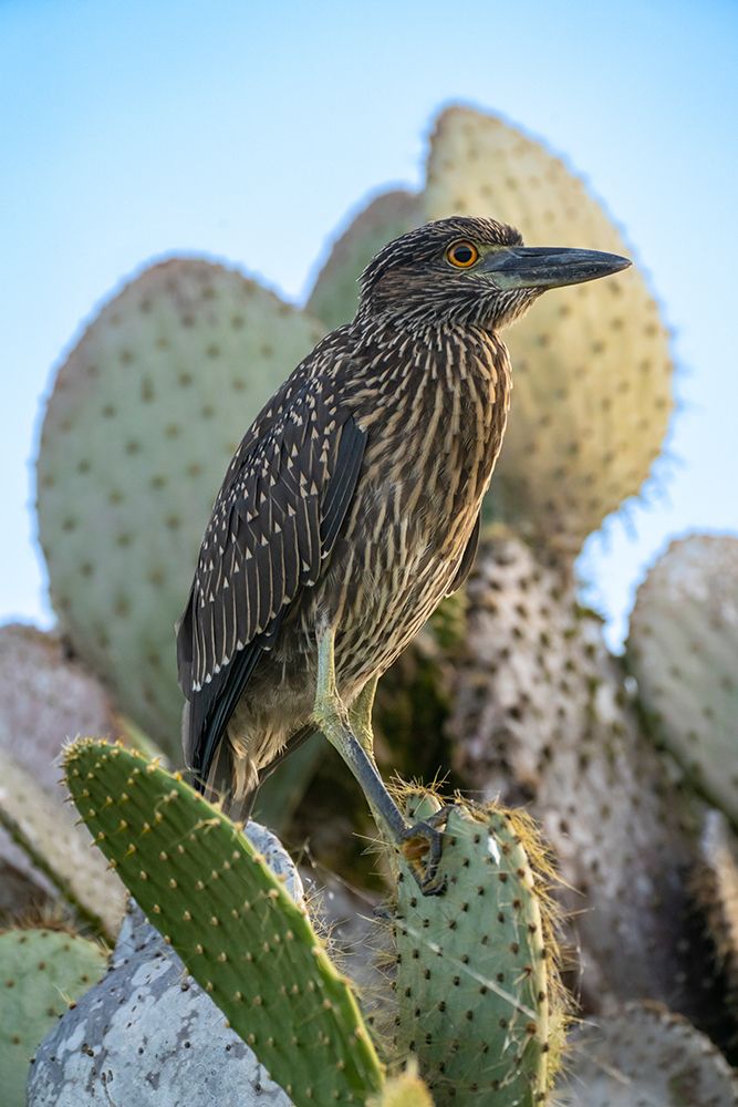 Ecuador-Galapagos-Genovesa Island-Darwin Bay. Yellow-crowned night heron perched on cactus. art print by Jaynes Gallery for $57.95 CAD