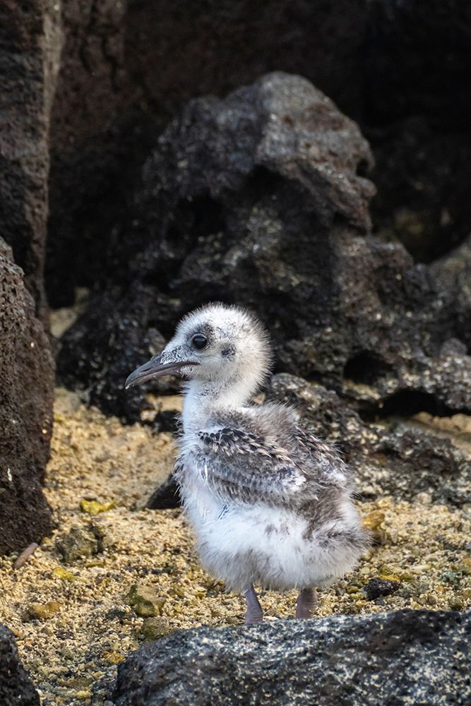 Ecuador-Galapagos National Park-Genovesa Island. Swallow-tailed gull chick close-up. art print by Jaynes Gallery for $57.95 CAD