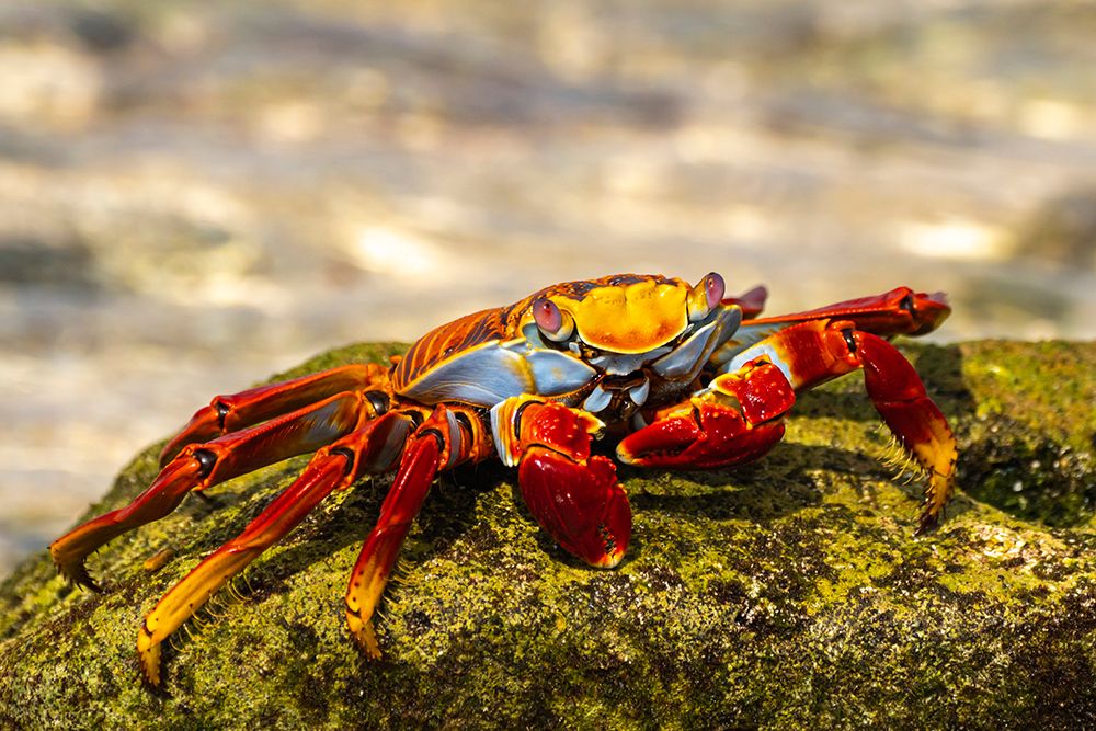 Ecuador-Galapagos National Park-Mosquera Island. Sally lightfoot crab close-up. art print by Jaynes Gallery for $57.95 CAD