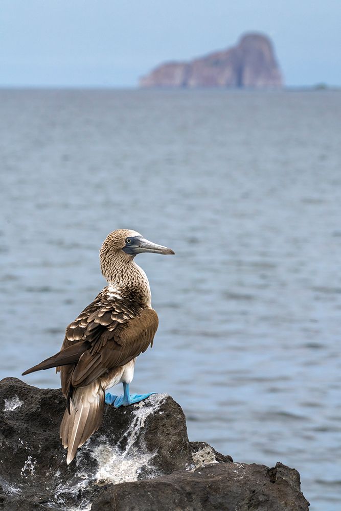 Ecuador-Galapagos National Park-Isla Lobos. Blue-footed booby on rock overlooking ocean. art print by Jaynes Gallery for $57.95 CAD