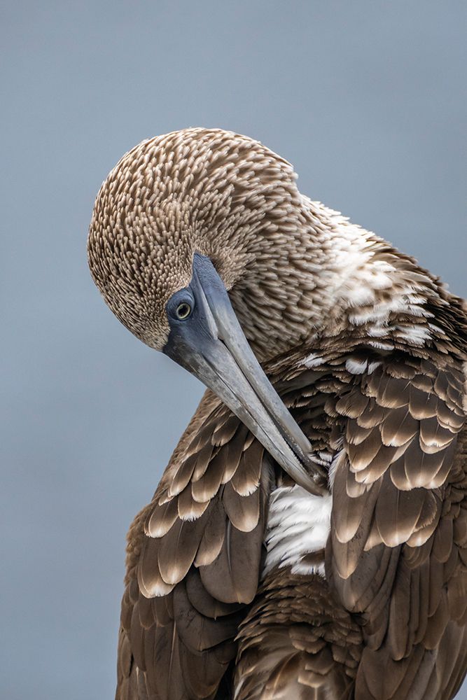 Ecuador-Galapagos National Park-Isla Lobos. Blue-footed booby preening. art print by Jaynes Gallery for $57.95 CAD