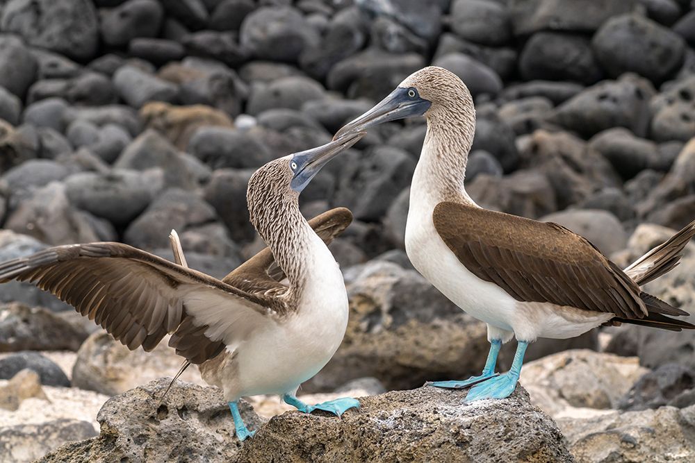 Ecuador-Galapagos National Park-Isla Lobos. Blue-footed booby pair courtship. art print by Jaynes Gallery for $57.95 CAD