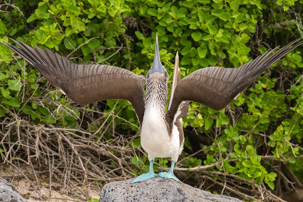 Ecuador-Galapagos National Park-Isla Lobos. Blue-footed booby in sky pointing behavior. art print by Jaynes Gallery for $57.95 CAD