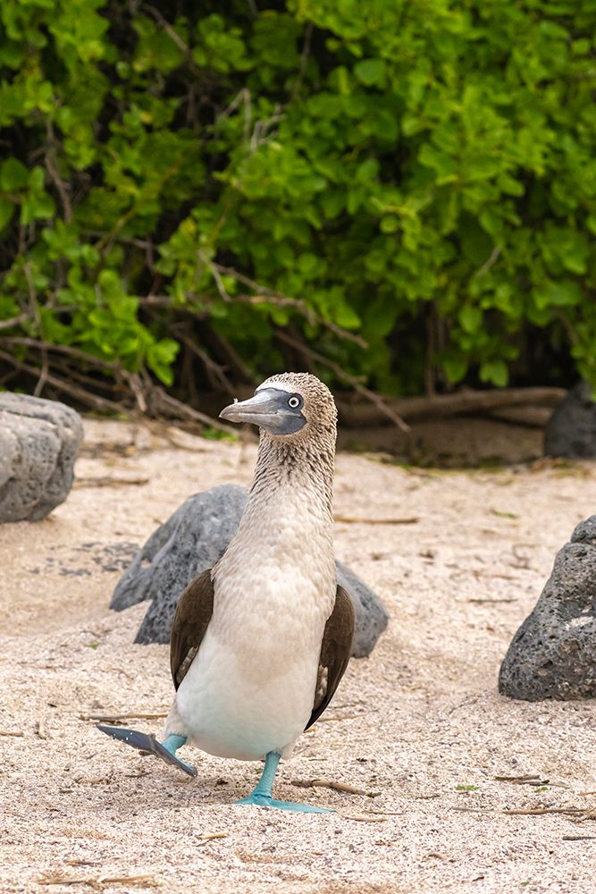 Ecuador-Galapagos National Park-Isla Lobos. Blue-footed booby dancing. art print by Jaynes Gallery for $57.95 CAD