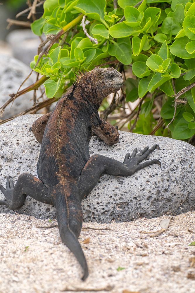 Ecuador-Galapagos National Park-Mosquera Island. Marine iguana on rock. art print by Jaynes Gallery for $57.95 CAD