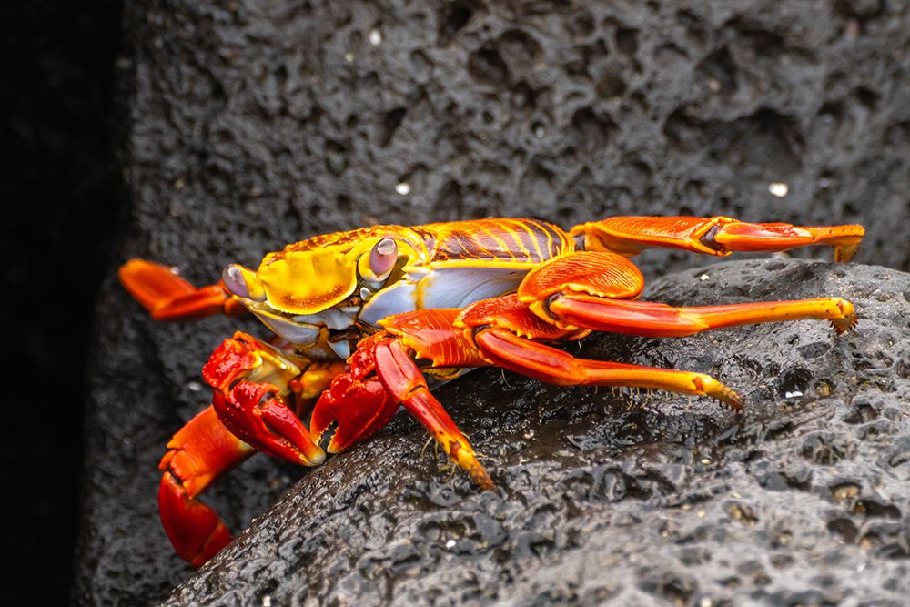 Ecuador-Galapagos National Park-Mosquera Island. Sally lightfoot crab close-up. art print by Jaynes Gallery for $57.95 CAD