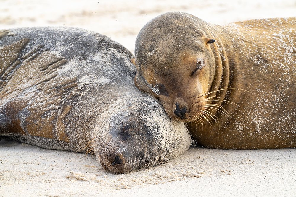 Ecuador-Galapagos National Park-Espanola Island. Sea lions sleeping on beach. art print by Jaynes Gallery for $57.95 CAD
