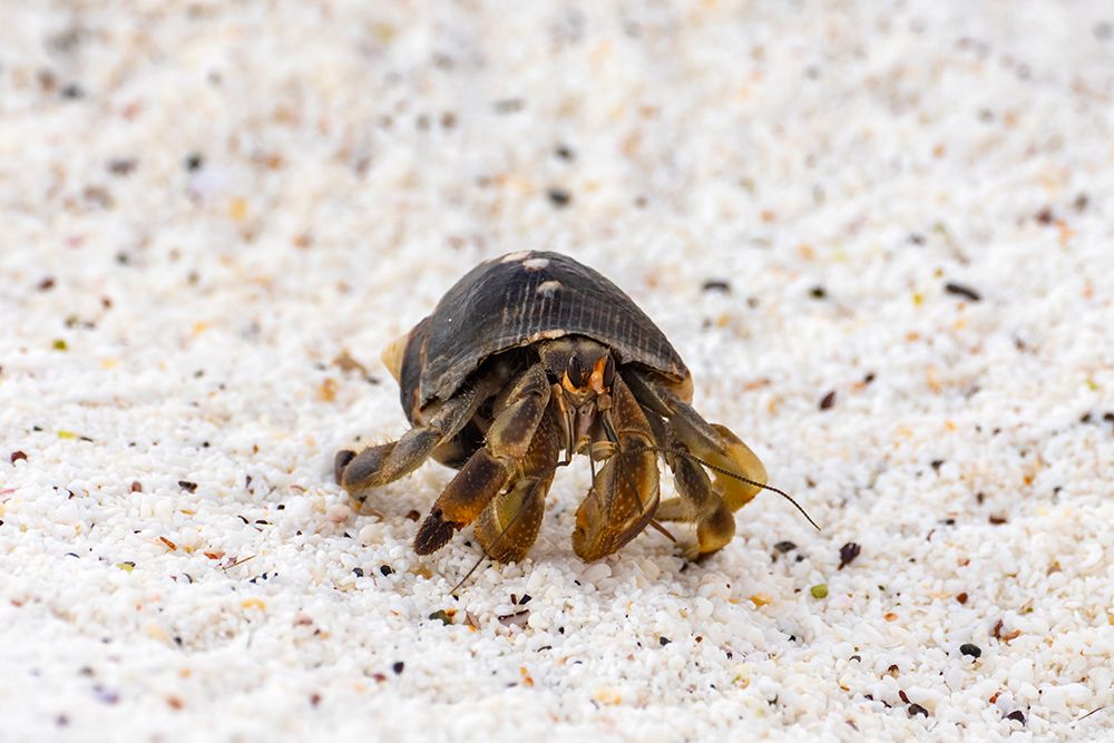 Ecuador-Galapagos National Park-Espanola Island-Gardiner Bay. Hermit crab on beach. art print by Jaynes Gallery for $57.95 CAD