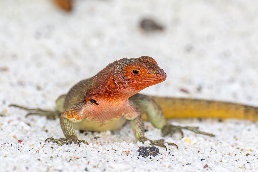 Ecuador-Galapagos National Park-Espanola Island. Close-up of lava lizard. art print by Jaynes Gallery for $57.95 CAD