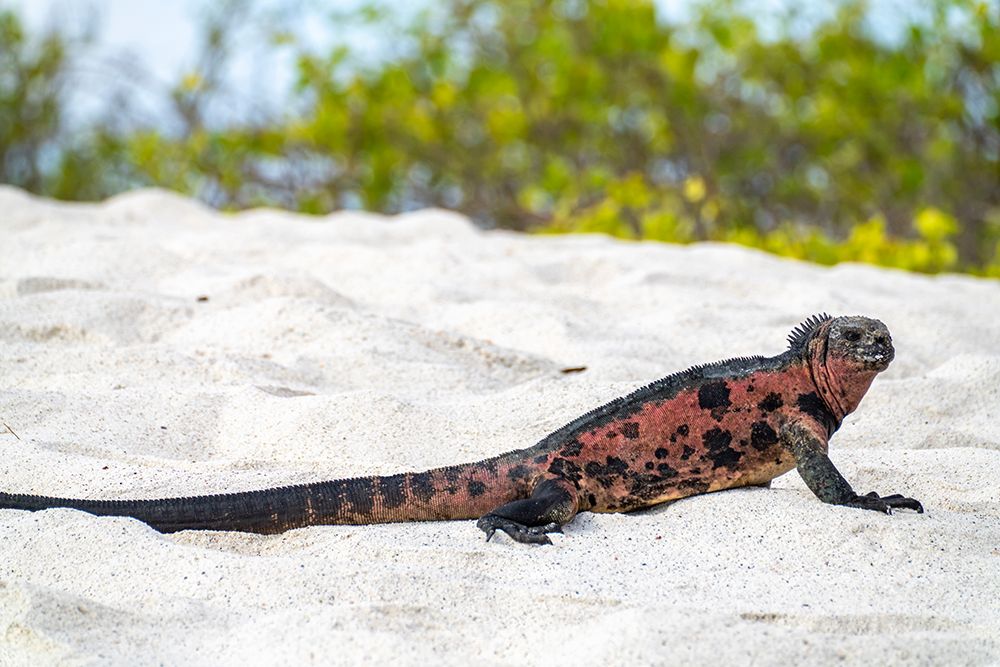 Ecuador-Galapagos National Park-Espanola Island-Gardiner Bay. Marine iguana on beach. art print by Jaynes Gallery for $57.95 CAD