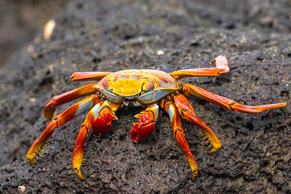 Ecuador-Galapagos National Park-Mosquera Island. Sally lightfoot crab close-up. art print by Jaynes Gallery for $57.95 CAD