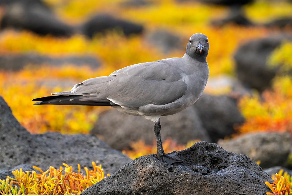 Ecuador-Galapagos National Park-Mosquera Island. Lava gull close-up. art print by Jaynes Gallery for $57.95 CAD