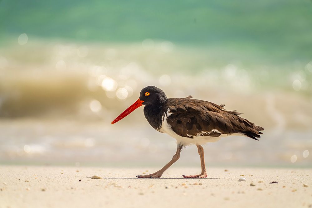 Ecuador-Galapagos National Park-Espanola Island. American oystercatcher walking on beach. art print by Jaynes Gallery for $57.95 CAD