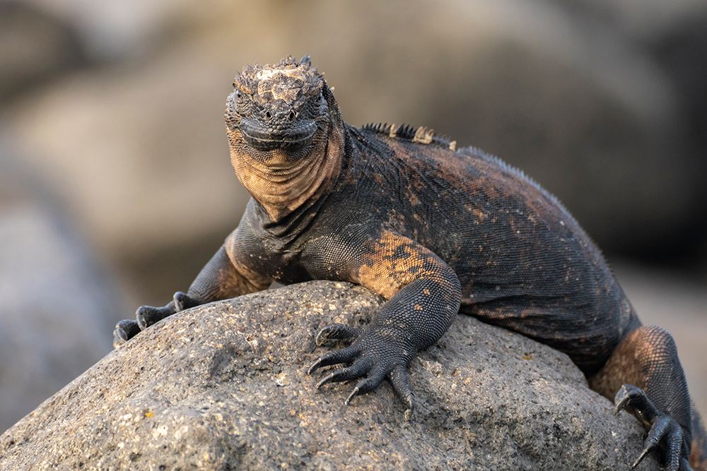 Ecuador-Galapagos National Park-Mosquera Island. Marine iguana on rock. art print by Jaynes Gallery for $57.95 CAD